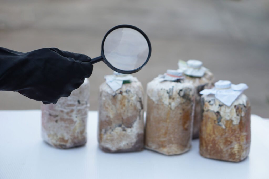 Hand wears black glove , hold magnifying glass to inspect fungus in mushroom seedling bags, Science experiment about expanding of fungus. Concept, Growing mushroom process.