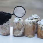 Hand wears black glove , hold magnifying glass to inspect fungus in mushroom seedling bags, Science experiment about expanding of fungus. Concept, Growing mushroom process.