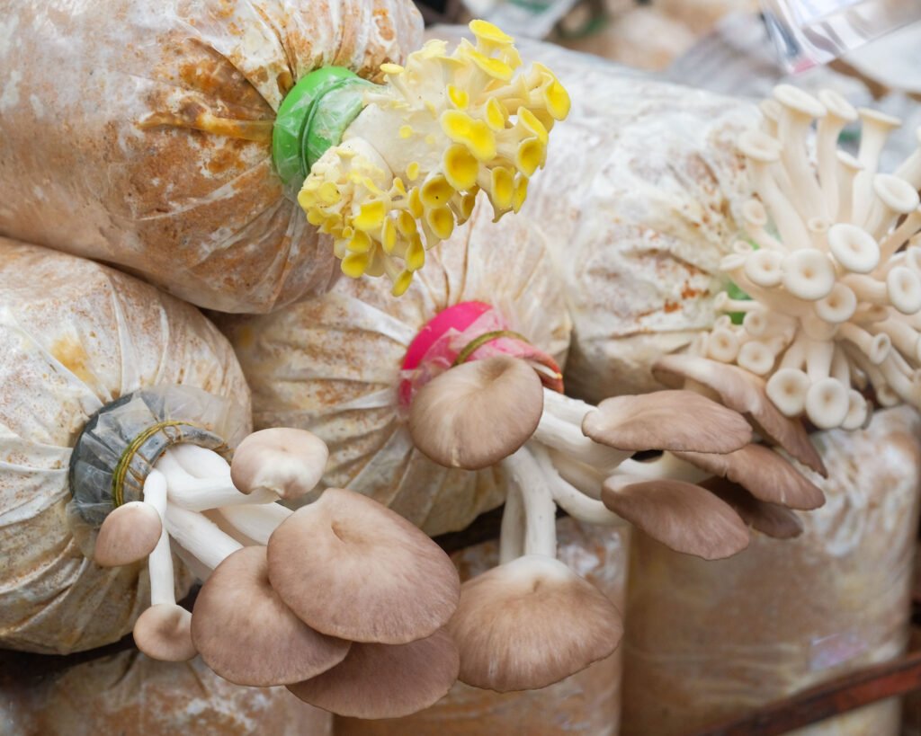 Golden oyster mushroom and mushrooms growing in a farm