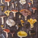Freshly picked mushrooms of different species on wooden background.