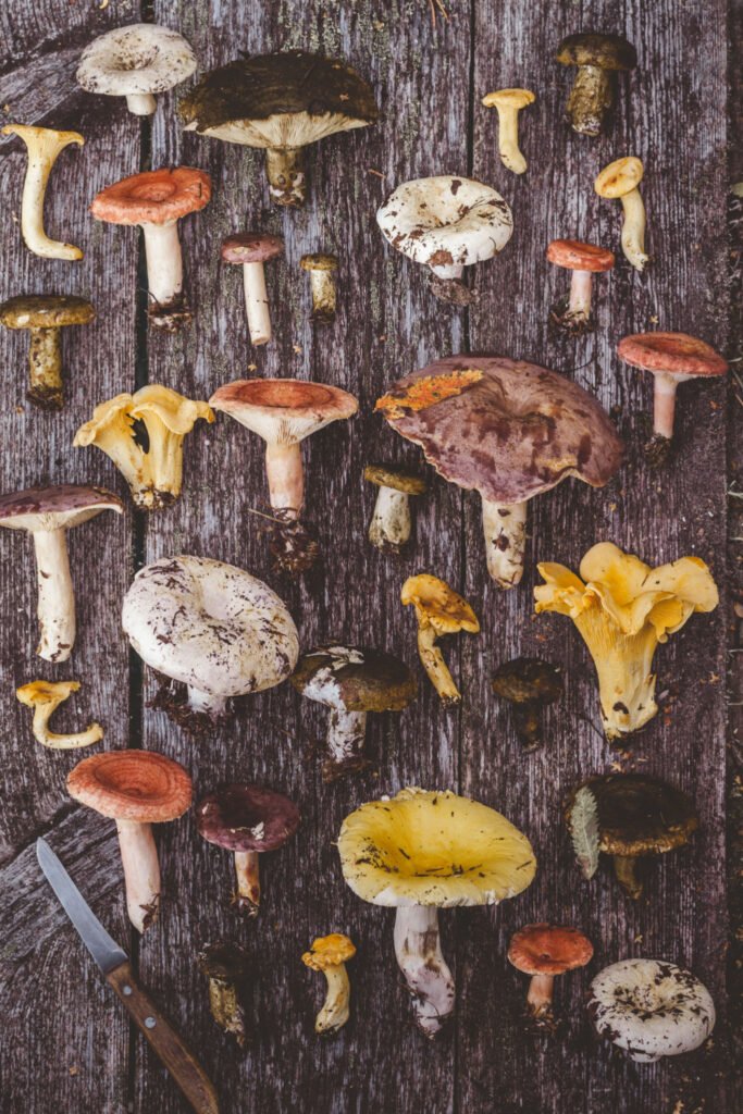Freshly picked mushrooms of different species on wooden background.