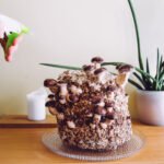 Growing mushrooms at home concept. Person spraying shiitake mushrooms, Lentinula edodes growing kit in home kitchen, fungi culture. Fun hobby growing food in home.