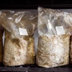 group of bags with straw substrat in it, prepared for mushroom cultivating, micropore tape on the bags