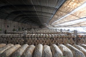 Mushroom sticks in the greenhouse, North China