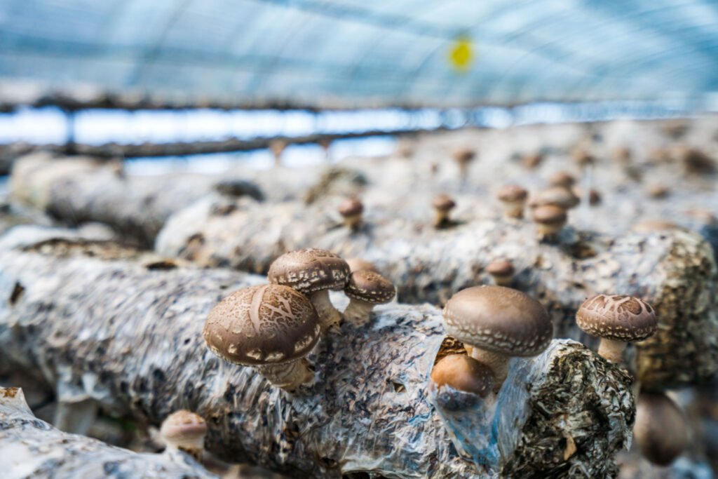 Mushroom cultivation in Greenhouse environment