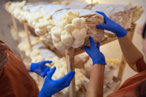 Mushroom farming for neuropathy relief is conducted by two medical workers as part of a natural remedy initiative