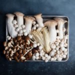 ¿Qué cepas de hongos se investigan en neurociencia?