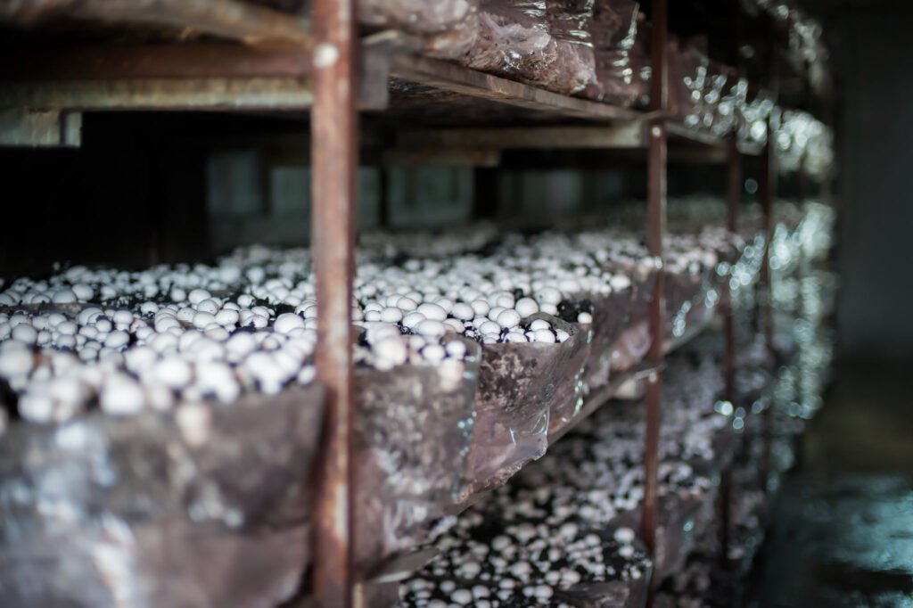 Collection of fresh champignons on a mushroom production