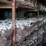 Collection of fresh champignons on a mushroom production