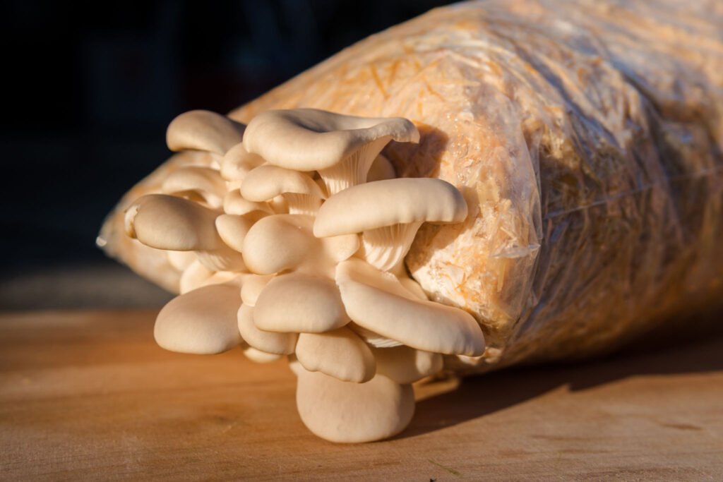 mushrooms growing at home